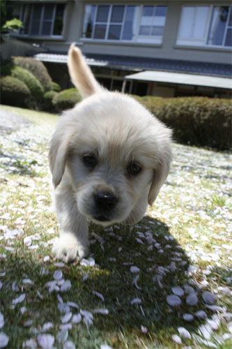 愛犬と楽しむ温泉旅館 伊豆修善寺 絆 ペットと泊まれる宿 伊豆